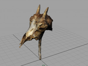 mountain goat skull 3D मॉडल
