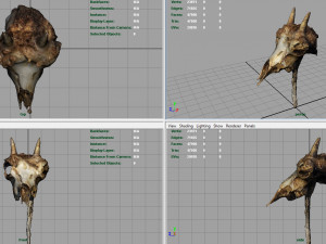 mountain goat skull 3D मॉडल