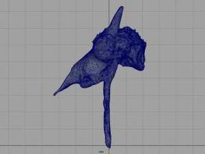 mountain goat skull 3D Model