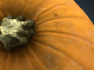 ab&oacute;bora realista Modelo 3D