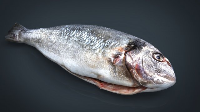 gilt-head bream 3Dモデル .c4d .max .obj .3ds .fbx .stl .blend 