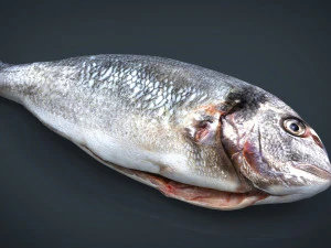 leszcz złocisty Model 3D