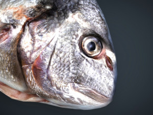 gilt-head bream 3Dモデル
