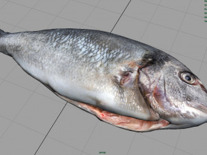 gilt-head bream 3Dモデル
