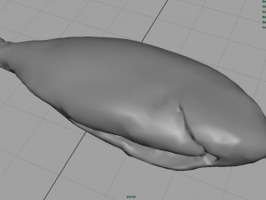 gilt-head bream 3Dモデル