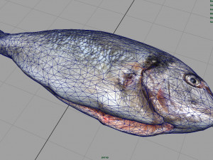 gilt-head bream 3Dモデル