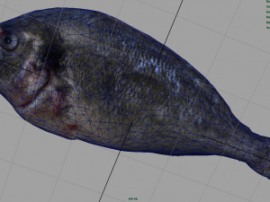 gilt-head bream 3Dモデル