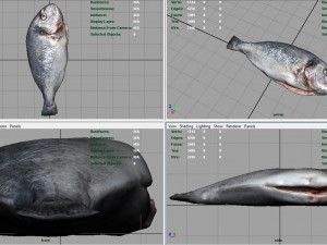 gilt-head bream 3Dモデル