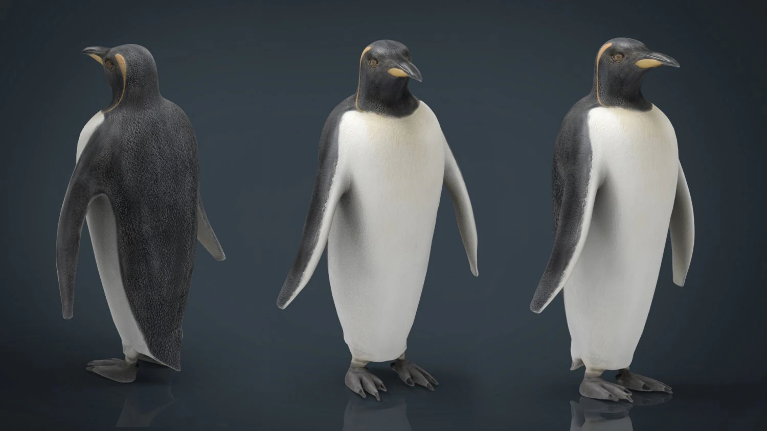 penguin 3D Model .c4d .max .obj .3ds .fbx .stl .blend 