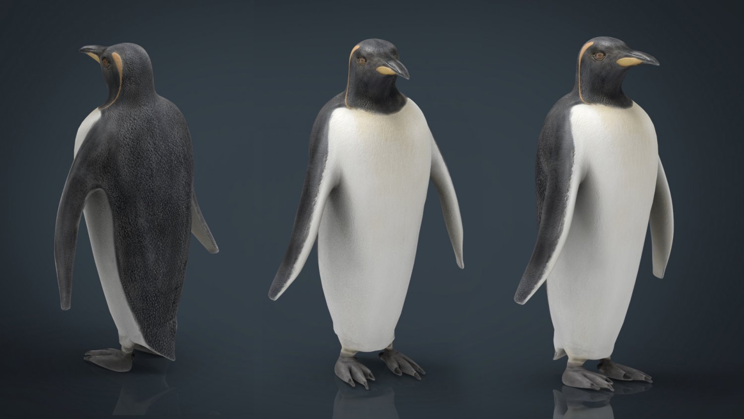 Penguin 3d Model In Aquatic 3dexport