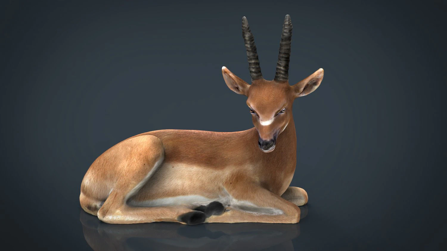 african antelope 3D Model .c4d .max .obj .3ds .fbx .stl .blend 