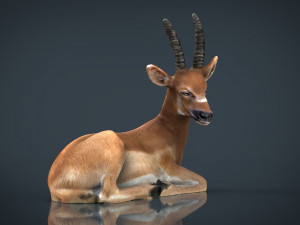 african antelope 3D मॉडल