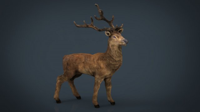 realistic deer 3D 모델 .c4d .max .obj .3ds .fbx .stl .blend 