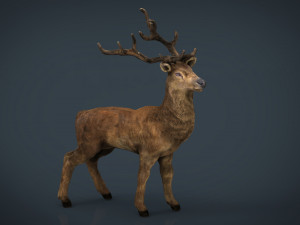 realistic deer 3D Model