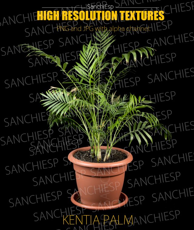 kential palm texture with alpha channel CG Textures .c4d .max .obj .3ds .fbx .stl .blend 