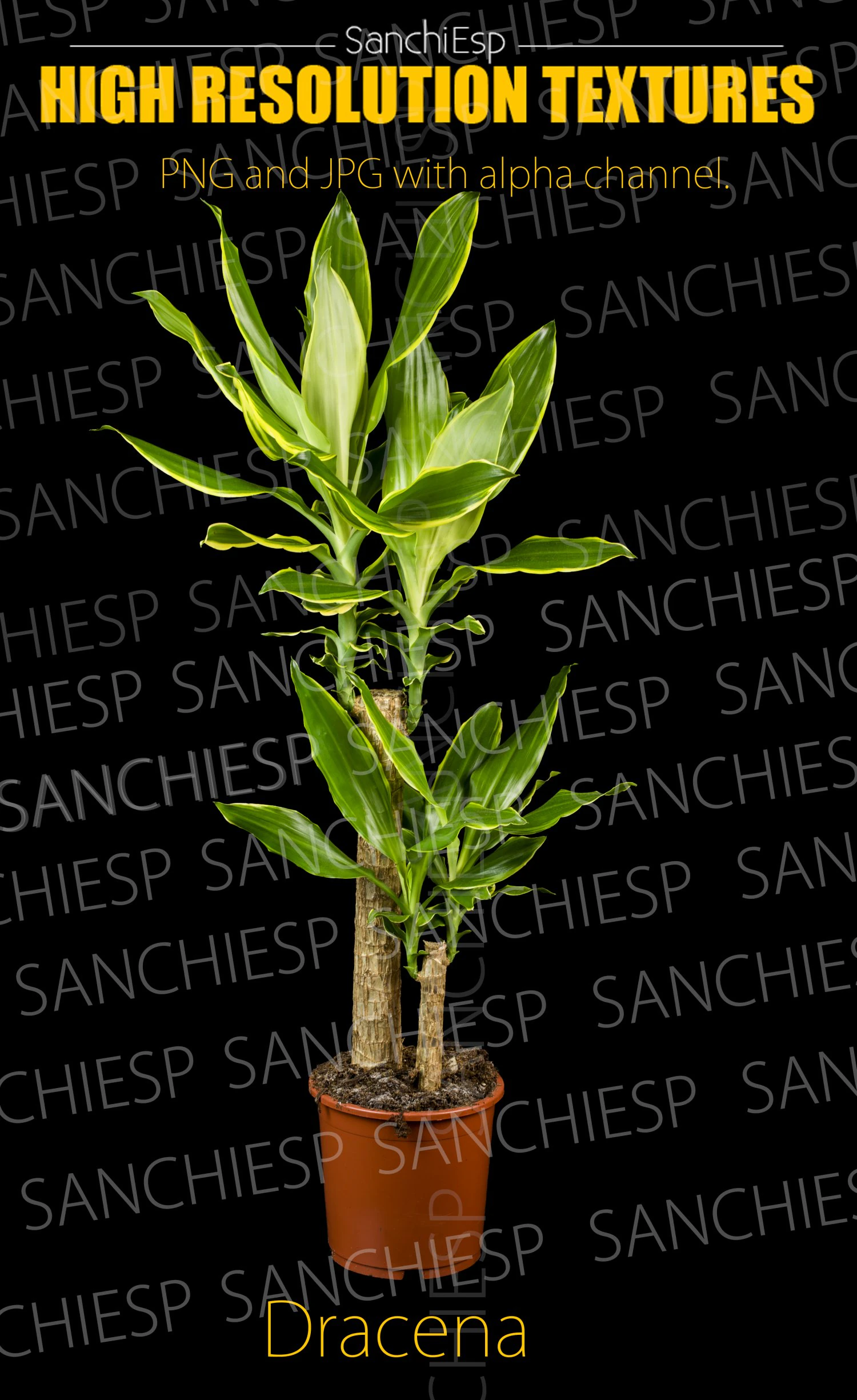 dracena plant texture CG Textures .c4d .max .obj .3ds .fbx .stl .blend 