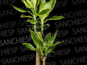 Драцена завод текстури CG Текстури