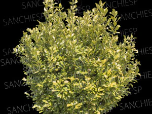 ブッシュ 01 ​​テクスチャ CG テクスチャ