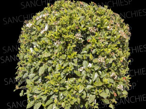 struttura del cespuglio 02 CG Textures