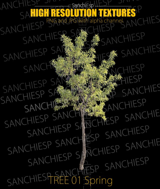 tree spring 01 texture CG Texturen .c4d .max .obj .3ds .fbx .stl .blend 