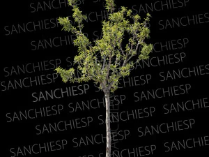 木02春のテクスチャ CG テクスチャ