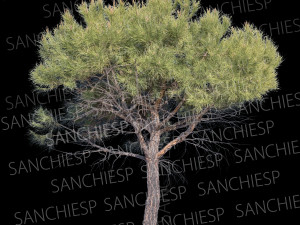 tree pine 01 CG Textures