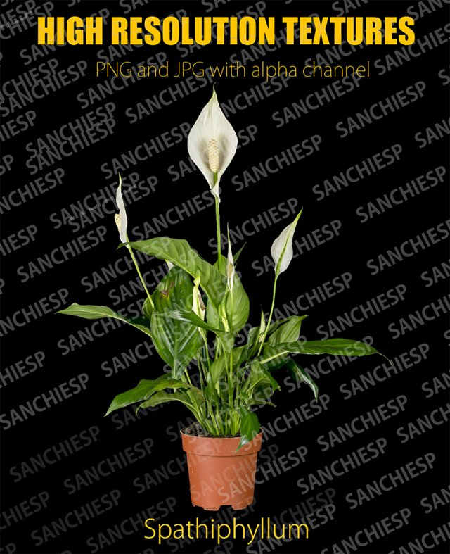 spathiphyllum texture with alpha map Texturas CG .c4d .max .obj .3ds .fbx .stl .blend 