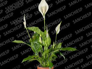 spathiphyllum texture with alpha map CG Textures