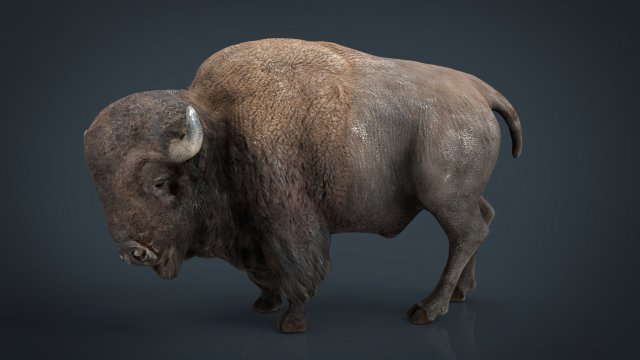 american bison Modelo 3D .c4d .max .obj .3ds .fbx .stl .blend 