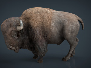american bison 3D मॉडल