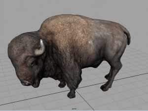 american bison Modelo 3D