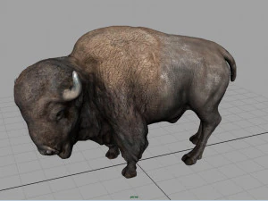 bisonte americano Modelo 3D