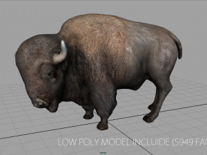 american bison Modelo 3D