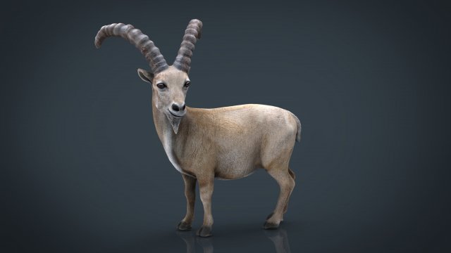 wild goat 3D Model .c4d .max .obj .3ds .fbx .stl .blend 