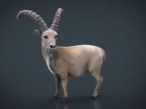 wild goat 3D Model