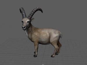 wild goat 3D Model