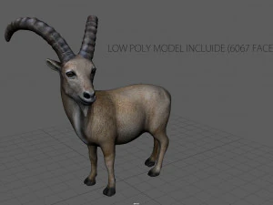 wild goat 3D Model