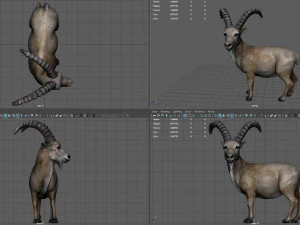 wild goat 3D Model