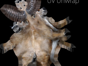 wild goat 3D Model