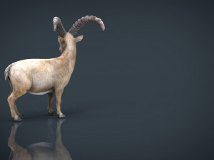 wild goat 3D Model