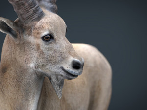 wild goat 3D Model