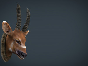 african antelope mount 3D 模型