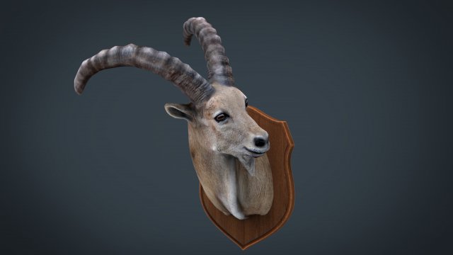 wild goat trophy Modèle 3D .c4d .max .obj .3ds .fbx .stl .blend 