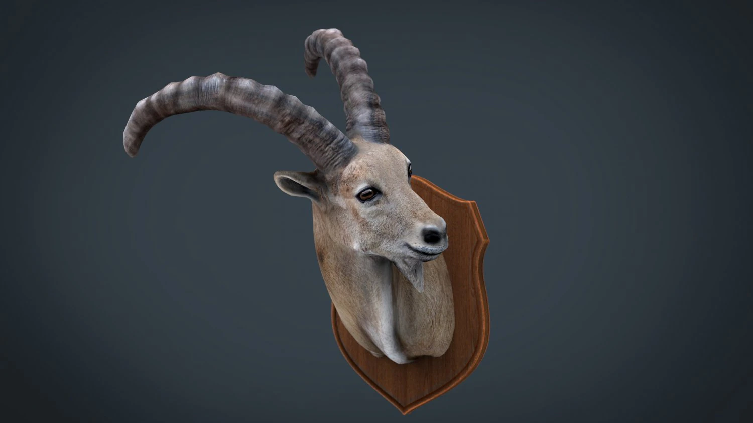 wild goat trophy 3D Model .c4d .max .obj .3ds .fbx .stl .blend 