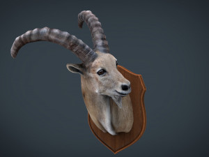 wild goat trophy 3D Model