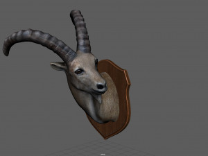 wild goat trophy Modèle 3D