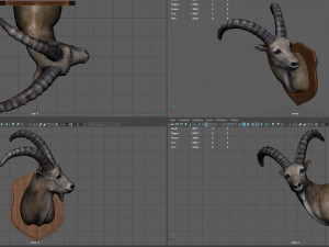 wild goat trophy Modèle 3D