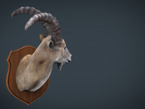 wild goat trophy Modèle 3D
