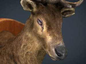 deer trophy 3D Model