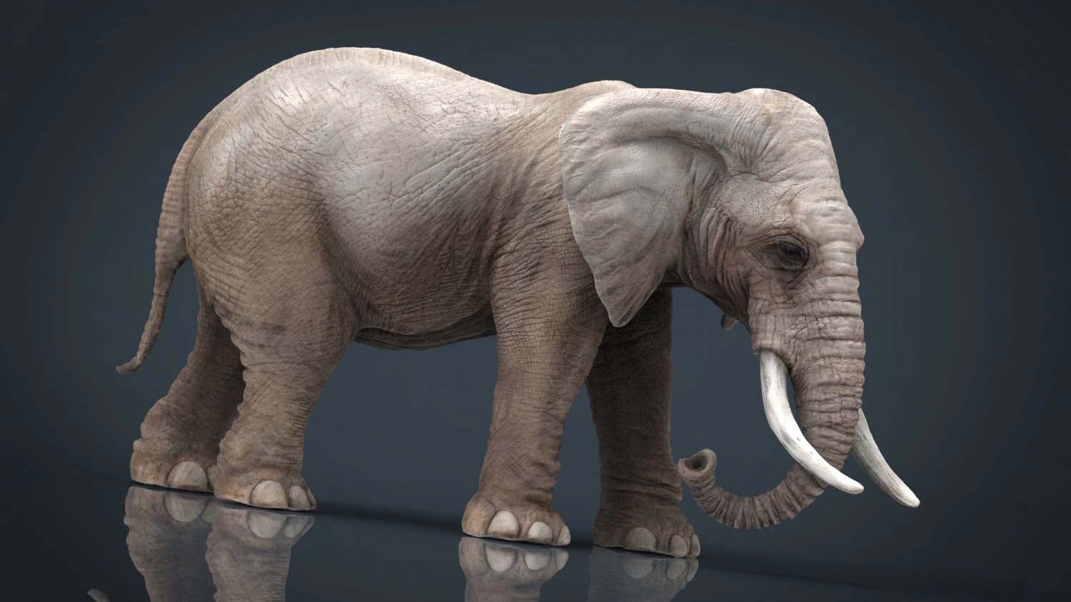 elefante Modello 3D .c4d .max .obj .3ds .fbx .stl .blend
